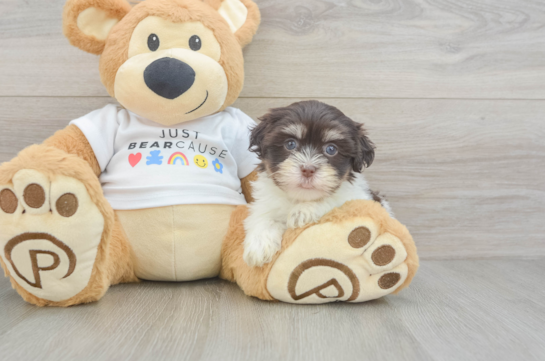 Havanese Puppy for Adoption