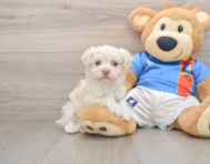 5 week old Havanese Puppy For Sale - Simply Southern Pups