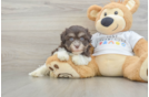 Akc Registered Havanese Baby