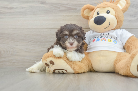 Akc Registered Havanese Baby
