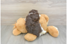 Playful Havanese Baby