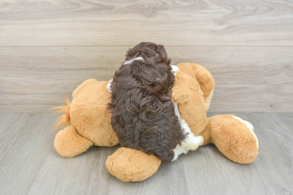 Playful Havanese Baby