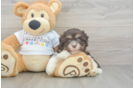 Best Havanese Baby
