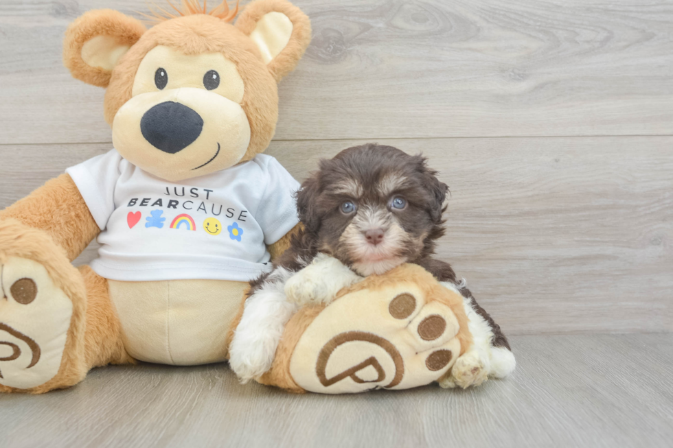 Best Havanese Baby