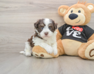5 week old Havanese Puppy For Sale - Simply Southern Pups