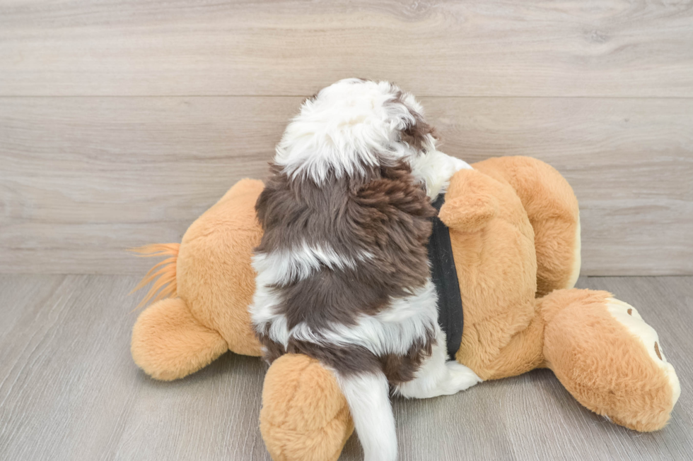 Akc Registered Havanese Purebred Pup