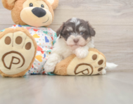 8 week old Havanese Puppy For Sale - Simply Southern Pups