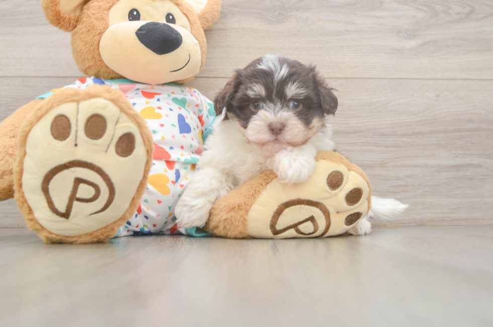 7 week old Havanese Puppy For Sale - Simply Southern Pups