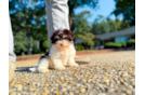 Cute Havanese Baby