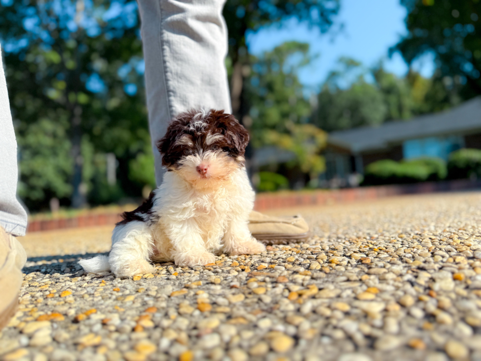 Cute Havanese Baby