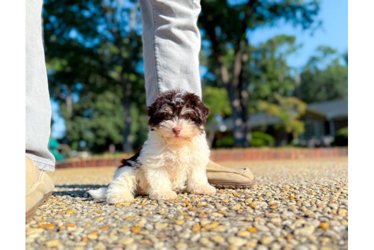 Cute Havanese Purebred Pup