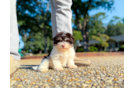 Cute Havanese Purebred Pup