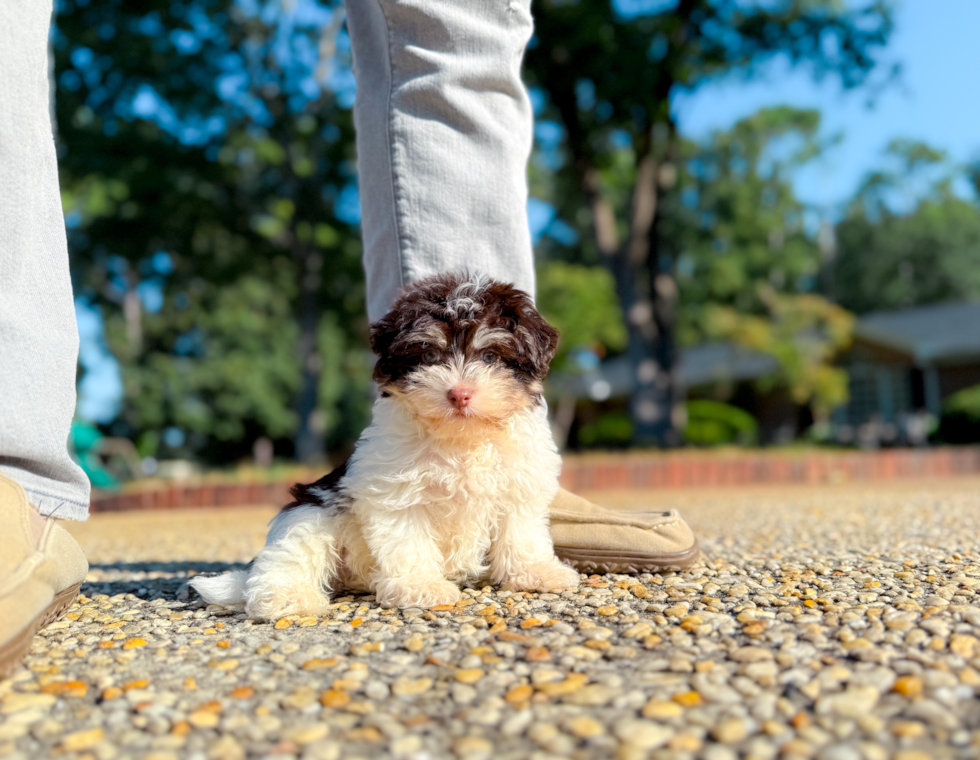 Cute Havanese Purebred Pup