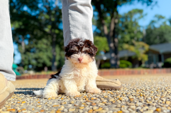 Cute Havanese Purebred Pup
