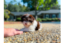 Havanese Puppy for Adoption