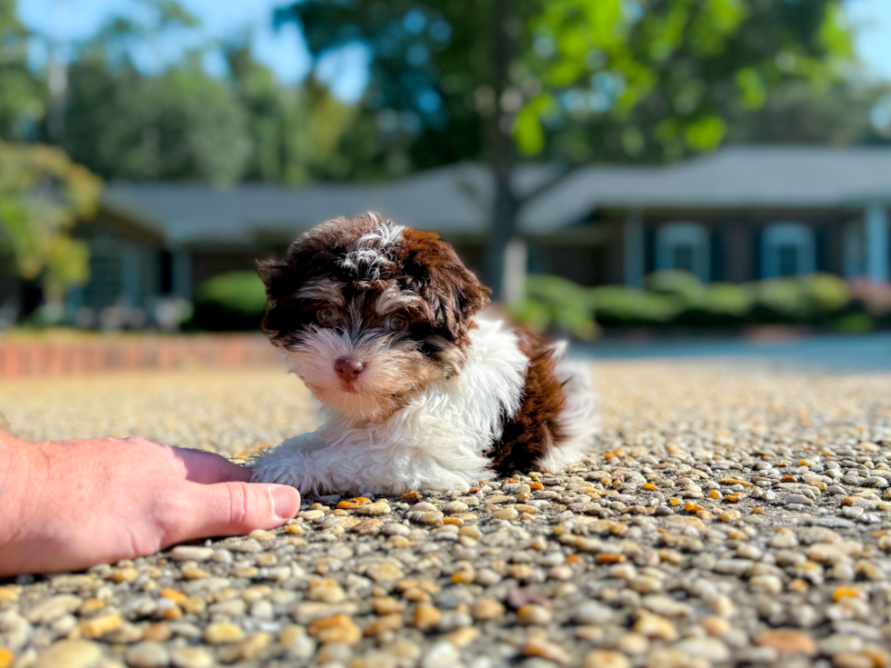Havanese Puppy for Adoption