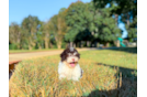 Cute Havanese Baby