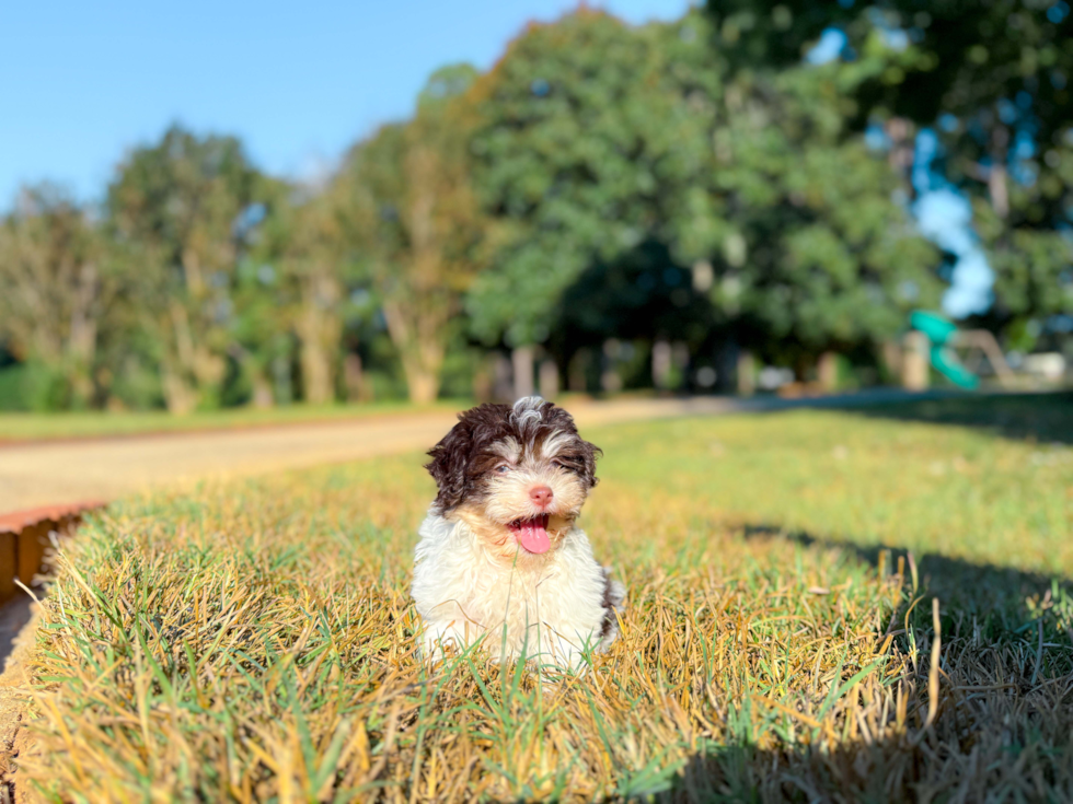 Cute Havanese Baby