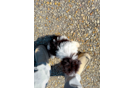 Havanese Pup Being Cute