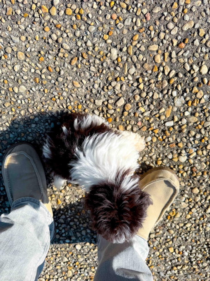 Havanese Pup Being Cute