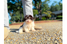 Cute Havanese Baby