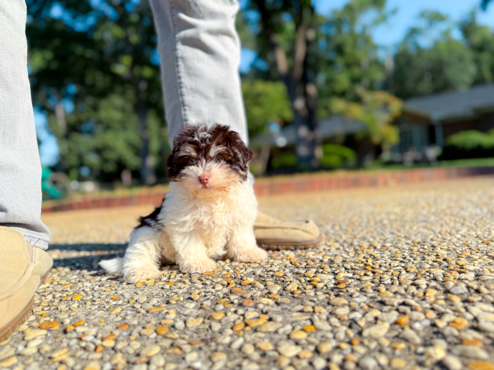 Cute Havanese Baby