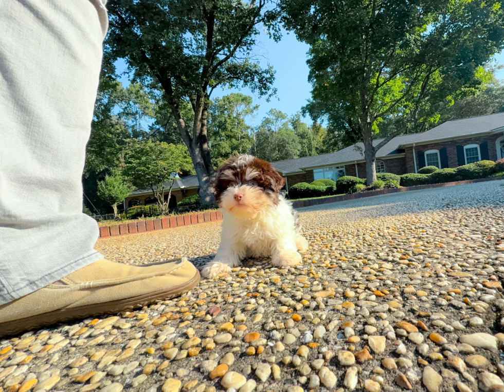 Cute Havanezer Purebred Puppy