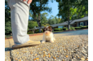 Havanese Puppy for Adoption