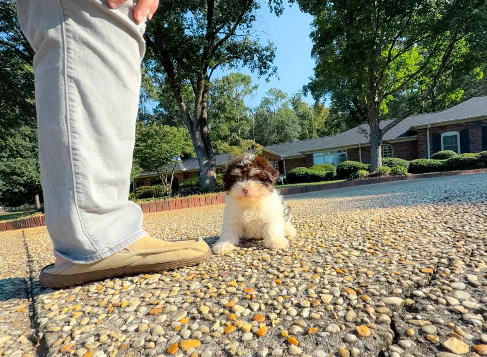 Havanese Puppy for Adoption