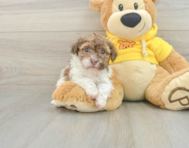 6 week old Havanese Puppy For Sale - Simply Southern Pups