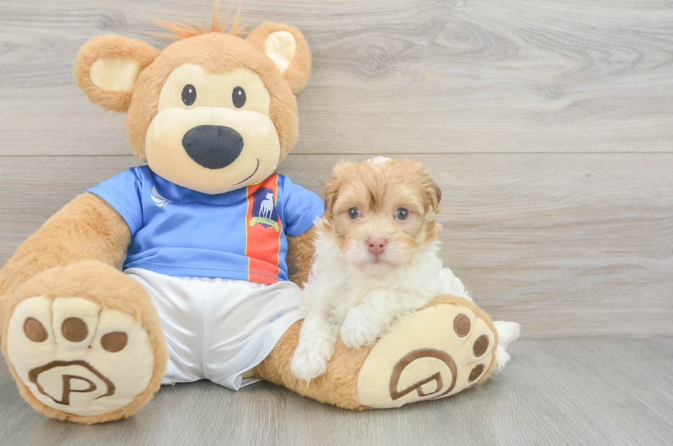 6 week old Havanese Puppy For Sale - Simply Southern Pups