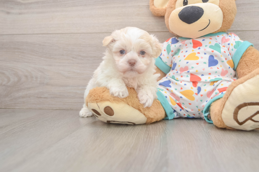 7 week old Havanese Puppy For Sale - Simply Southern Pups
