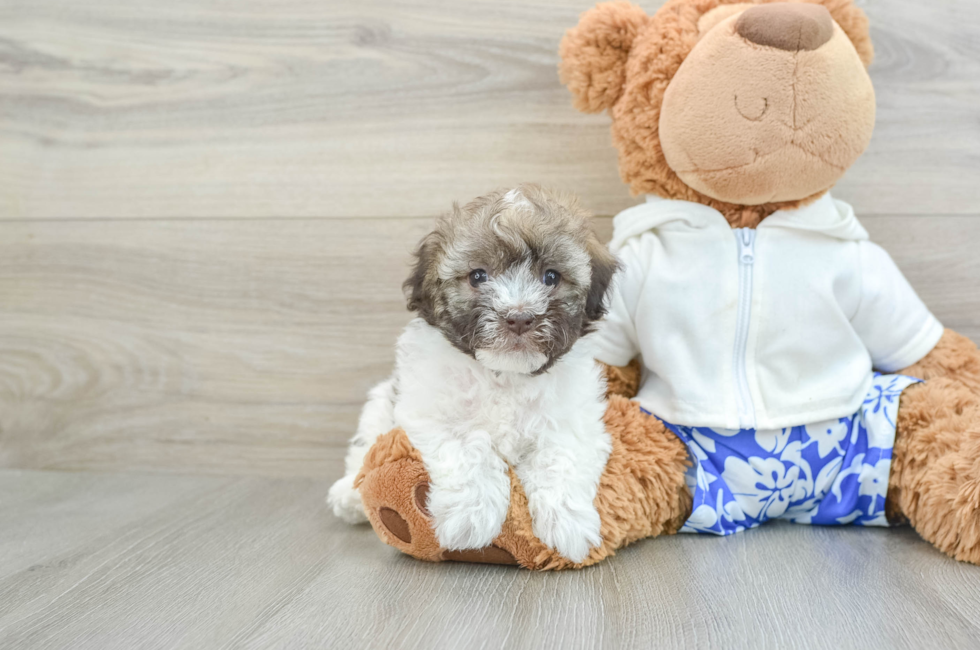 5 week old Havanese Puppy For Sale - Simply Southern Pups