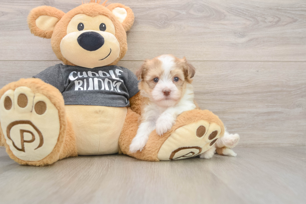 Cute Bichon Havanes Purebred Puppy