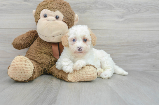 Havapoo Pup Being Cute
