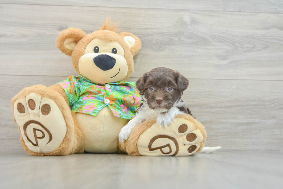 Playful Havadoodle Poodle Mix Puppy