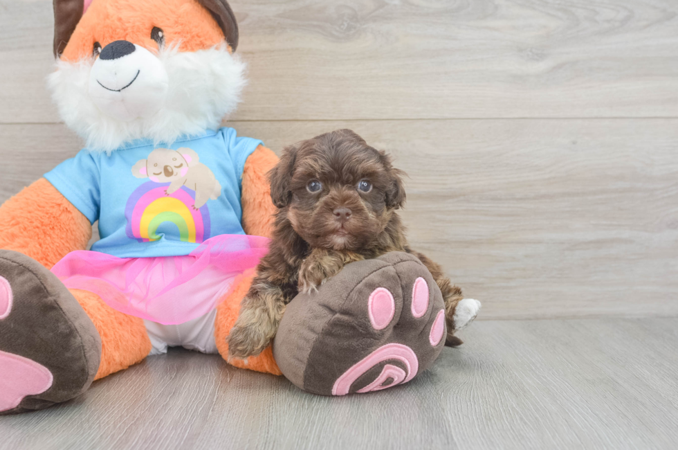 5 week old Havapoo Puppy For Sale - Simply Southern Pups