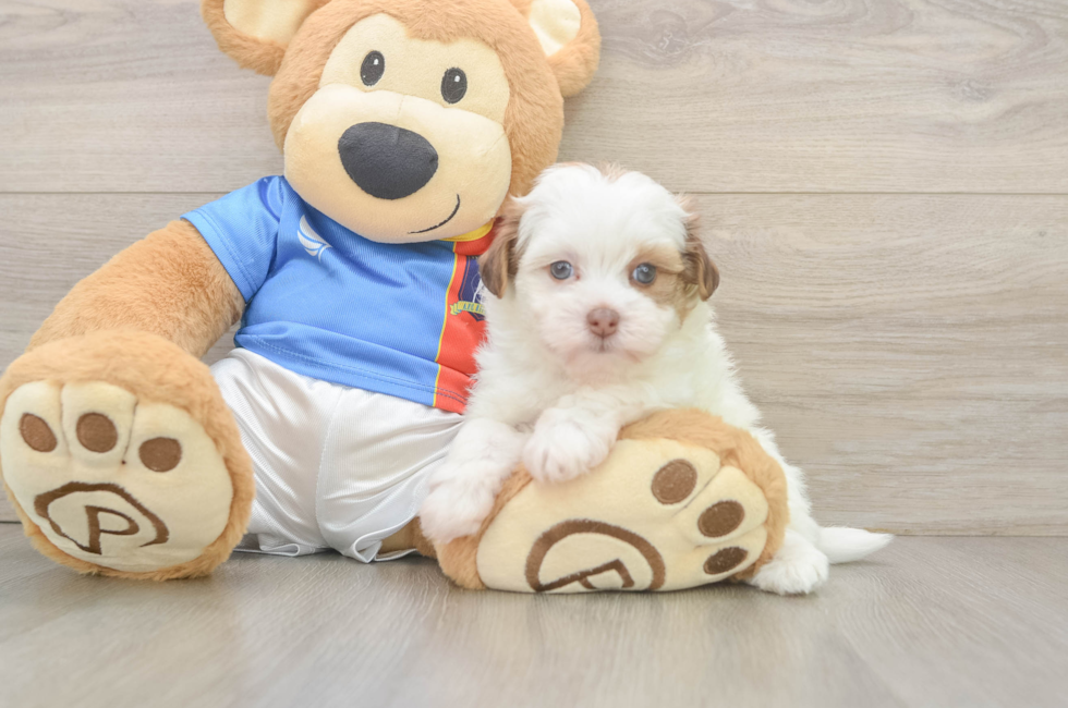 6 week old Havapoo Puppy For Sale - Simply Southern Pups