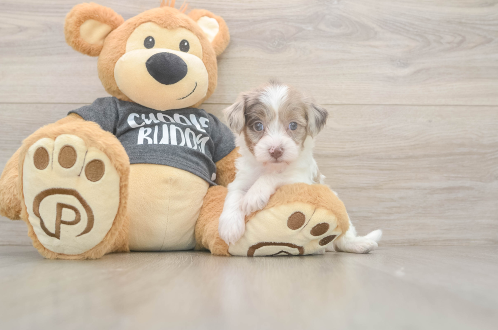 5 week old Havapoo Puppy For Sale - Simply Southern Pups