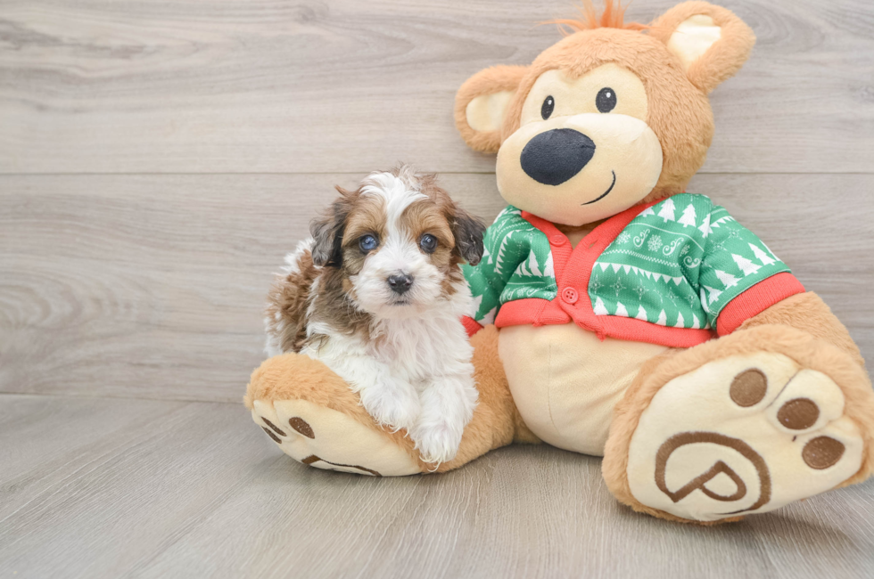 5 week old Havapoo Puppy For Sale - Simply Southern Pups