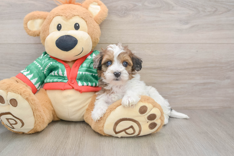 Havapoo Puppy for Adoption