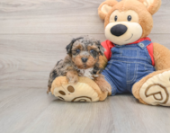 7 week old Havapoo Puppy For Sale - Simply Southern Pups