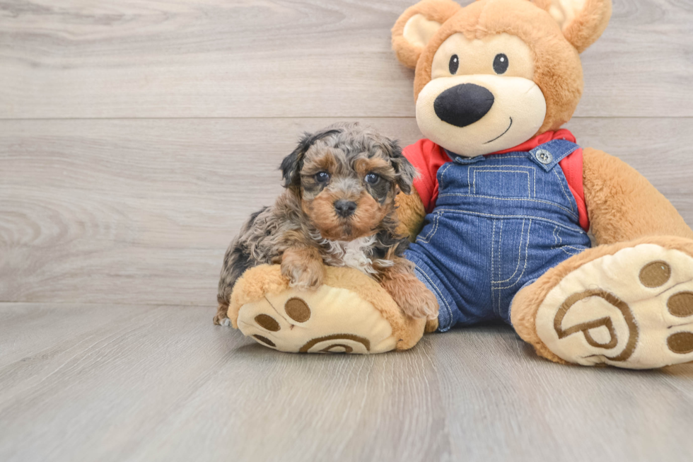 Havapoo Puppy for Adoption