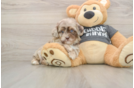 Havapoo Pup Being Cute