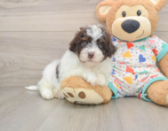 7 week old Havapoo Puppy For Sale - Simply Southern Pups