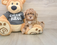 7 week old Havapoo Puppy For Sale - Simply Southern Pups