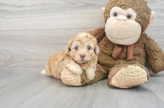 Playful Havadoodle Poodle Mix Puppy