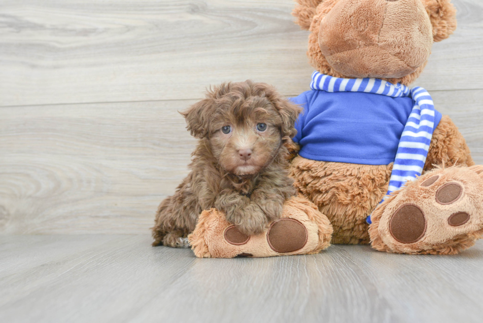 Havapoo Pup Being Cute