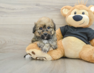 7 week old Havapoo Puppy For Sale - Simply Southern Pups