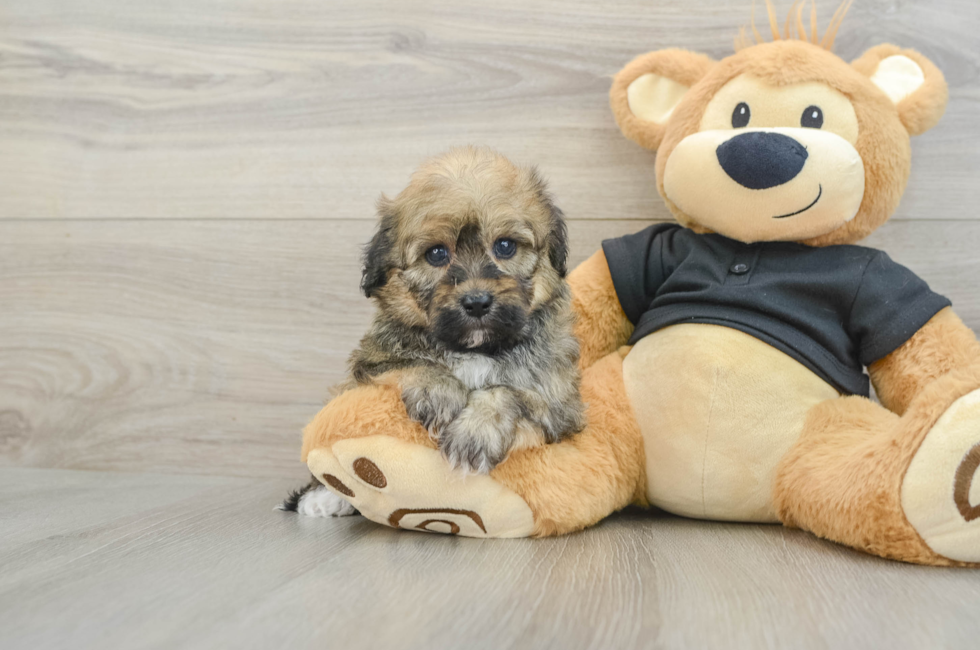 7 week old Havapoo Puppy For Sale - Simply Southern Pups